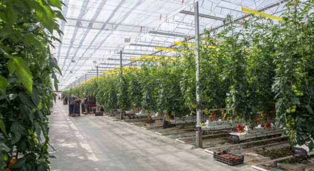 Okosüvegház és beltéri farm egyben